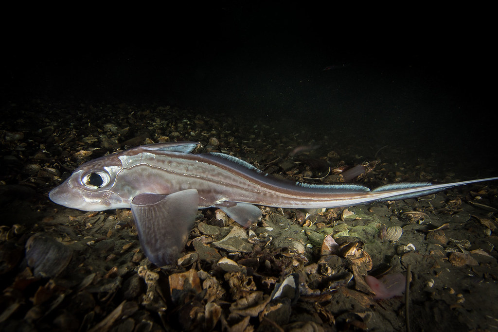 Chimaera monstrosa Linnaeus, 1758